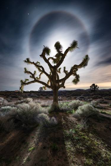 Joshua Tree and Moon Dog - Limited Edition of 3 thumb