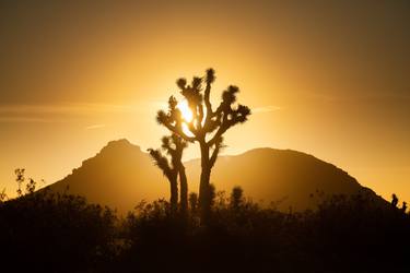 Backlight Joshua Tree - Limited Edition of 3 thumb