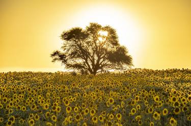 Sunflower Sunrise thumb