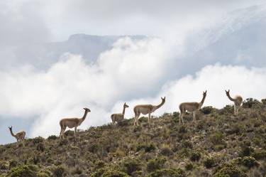 Guanacos Taking in the Mountain thumb