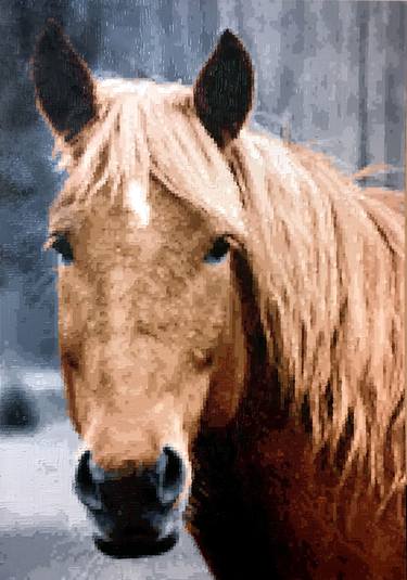 Equus ferrus caballus thumb