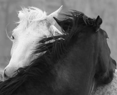 Original Fine Art Animal Photography by Marie-B Cilia De Amicis
