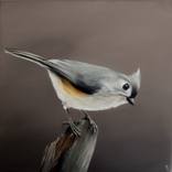 Tufted Titmouse by Robina Yasmin