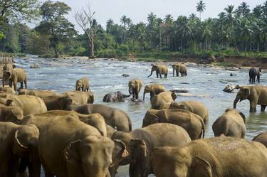 Print of Documentary Animal Photography by Ivan Tykhy