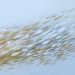 Fish n*194 / golden series by Malgorzata Krakowiak