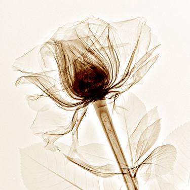 Print of Conceptual Floral Photography by Helene Cilliers