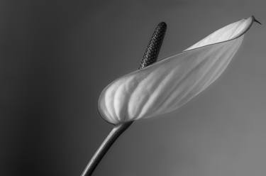 Print of Art Deco Floral Photography by Helene Cilliers