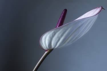 Print of Floral Photography by Helene Cilliers