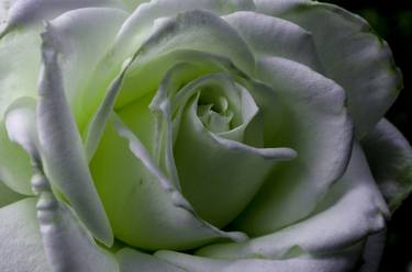 Green Rose thumb