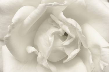 Print of Fine Art Floral Photography by Helene Cilliers