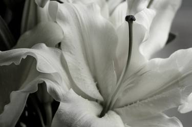 Print of Floral Photography by Helene Cilliers