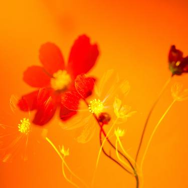 Print of Fine Art Floral Photography by Olena Morozova