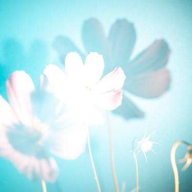 Print of Floral Photography by Olena Morozova