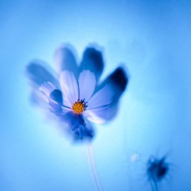 Print of Floral Photography by Olena Morozova