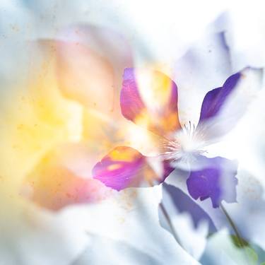 Original Abstract Floral Photography by Olena Morozova