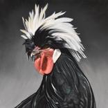 Dutch rooster by Cesare Vignato