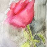 Rose by O Bilous