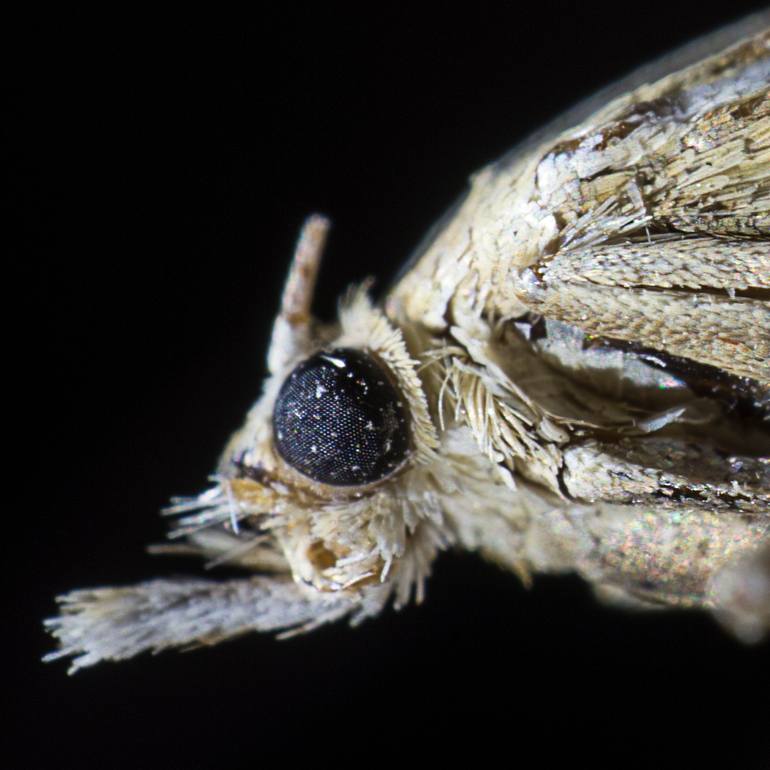 Original Abstract Animal Photography by Vincent Landelle
