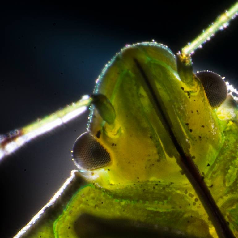 Original Abstract Animal Photography by Vincent Landelle