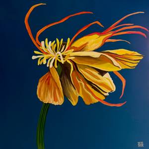 Poppy