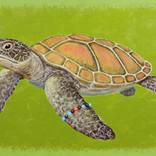 Sea Fashionistas Series - Turtle by Andriy Klishyn