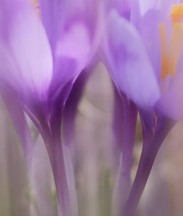 Delicate crocuses - Limited Edition of 7 thumb