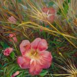 Pink bindweed by Jane Kuratovska