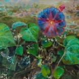Morning glory blooming by Jane Kuratovska