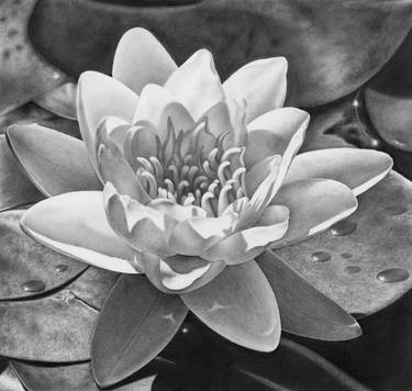 Water Lily Drawing By Olga Pursches Saatchi Art