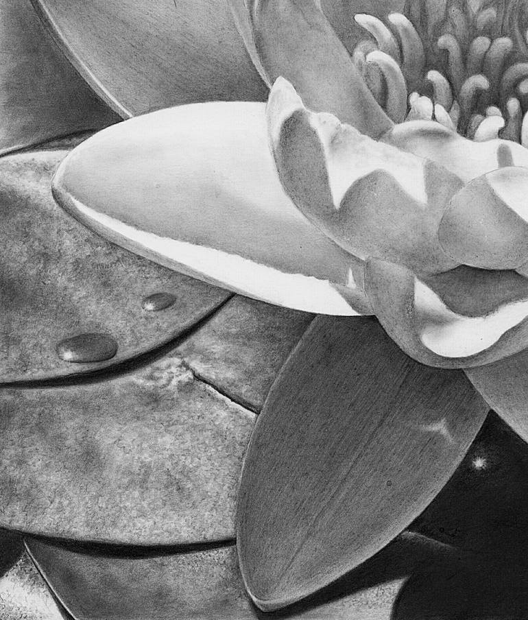 Original Photorealism Floral Drawing by Olga Pursches