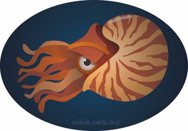 nautilus eye thumb