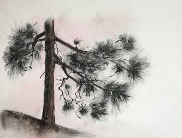 Pine Tree Study Drawing By Ksenia Lutsenko Saatchi Art