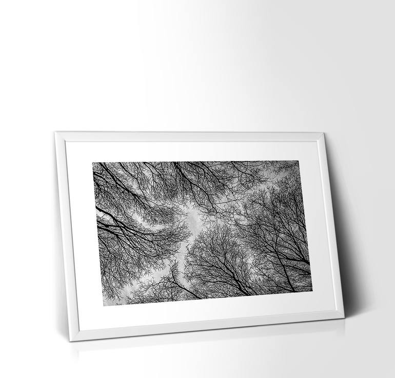 Original Conceptual Botanic Photography by Nadim Zeraïa