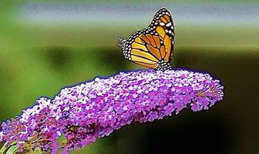 Monarch on Lilac - Limited Edition of 25 thumb