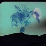 wilder by Ellen Chappell