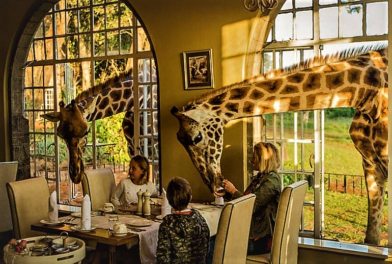 Original Documentary Animal Photography by Paula Letherblaire