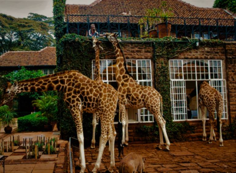 Original Documentary Animal Photography by Paula Letherblaire