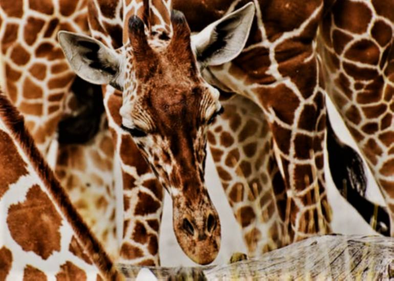 Original Documentary Animal Photography by Paula Letherblaire