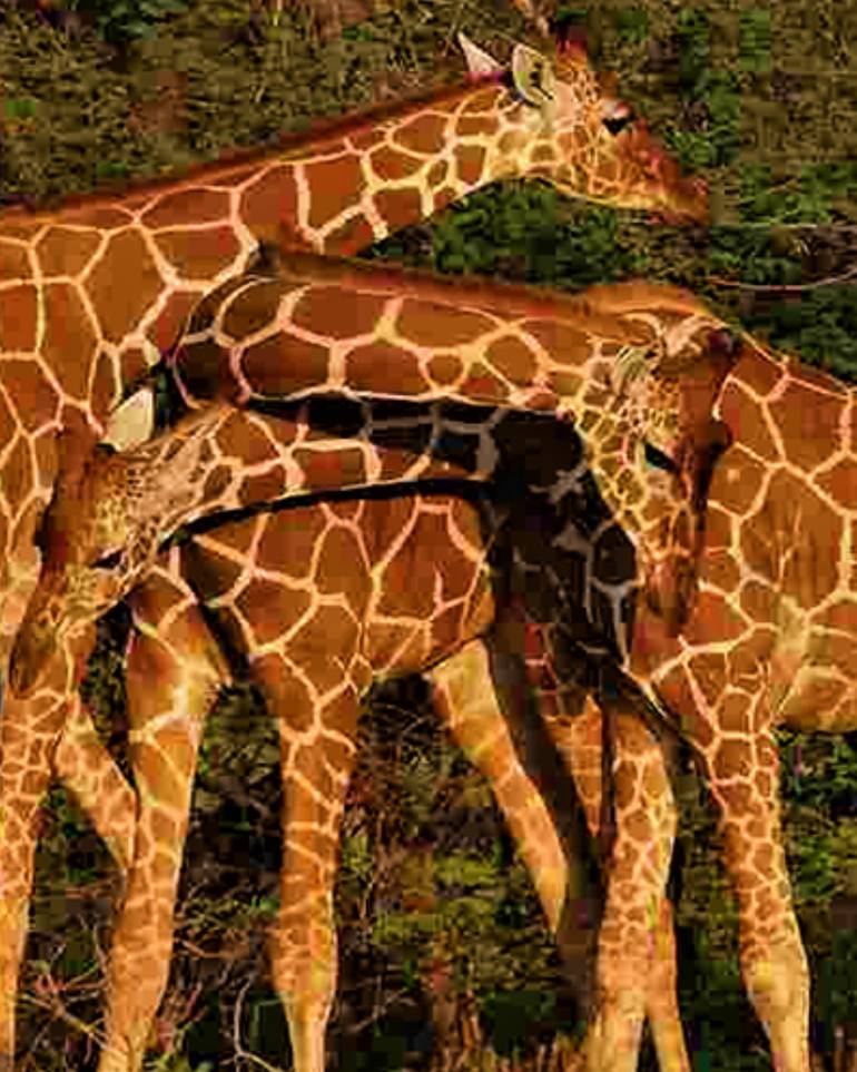 Original Documentary Animal Photography by Paula Letherblaire