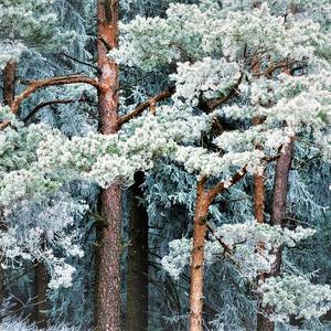 Collection Winter Wonderlands