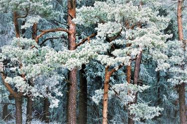 Saatchi Art Artist Paula Letherblaire; Photography, “WINTER IN THE WOODS I, [60h x 80w] digital enhanced photography Limited Edition of 50” #art