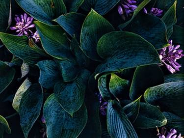 Print of Fine Art Botanic Photography by Paula Letherblaire