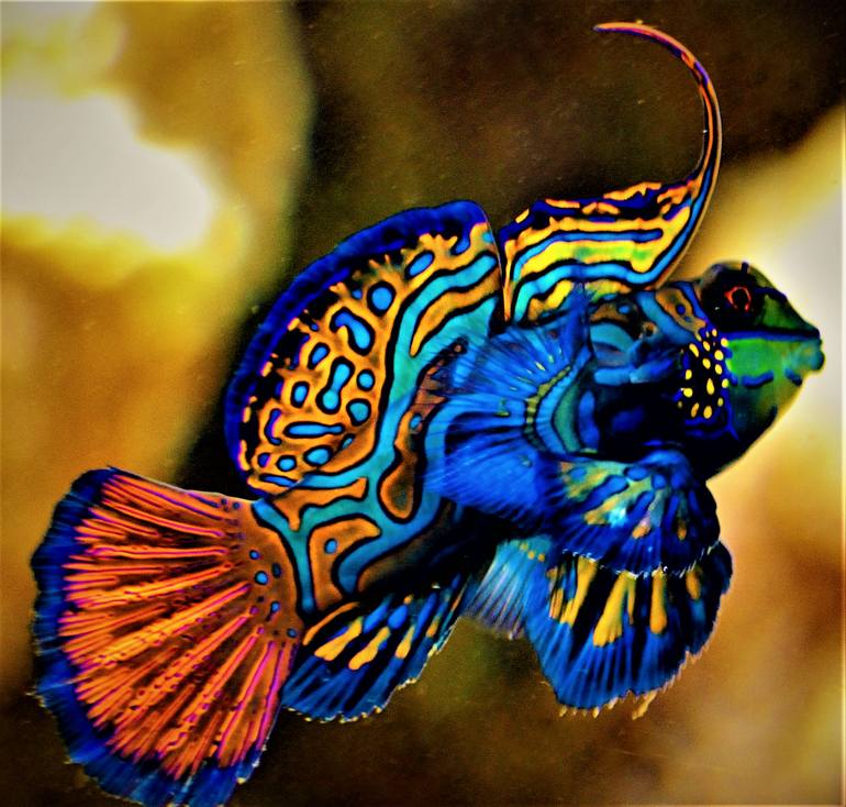 Original Documentary Fish Photography by Paula Letherblaire