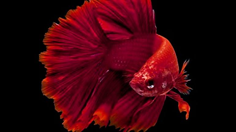 Original Documentary Fish Photography by Paula Letherblaire