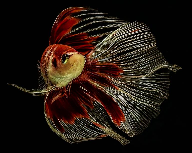 Original Documentary Fish Photography by Paula Letherblaire