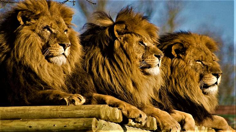 Original Animal Photography by Paula Letherblaire | Other Art on Paper | HEY MAN DO YOU THINK SHE'S COMING BACK? - Limited Edition of 40