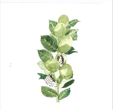 Print of Fine Art Botanic Drawings by Shabnam Sarmadi
