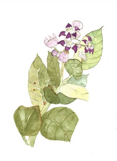 plants on the silkroad- Calotropis 3 thumb