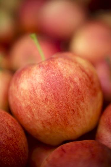 Red Gala Apple Harvest thumb