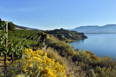 Okanagan Valley Vineyard thumb